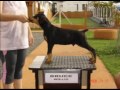 VON BORGHEN KENNEL - NINHADA RCII VON BORGHEN KENNEL - NINHADA RCII