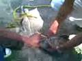 videos de perra agonisando por picadura de vivora o alacran