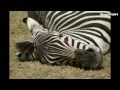 Animaux Sauvages En Photos Et Vidéo