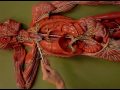 Dr. Juarez, Lymphatic Lab - Lymphatic Vessels