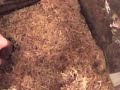 My Sand Boas\