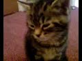 Kitten Diaries: Weaning (part 2) Kitten Diaries: Weaning (part 2)