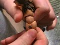 Customizing Video