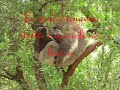 Koala & Co