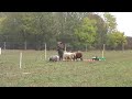 2nd Austrian Bearded Collie Herding Championship