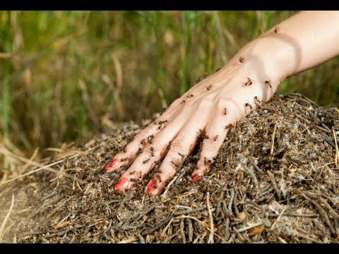 how to cure gnat bites