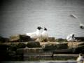videos de Mediterranean Gulls