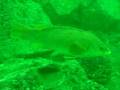 Ballan Wrasse