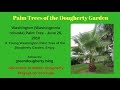 003 Follow a Washingtonia Robusta palm from seedling to palm tree