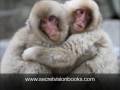 Funny Animals at Their Best - Philip Sigglekow