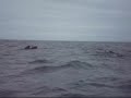 Whale Watching
