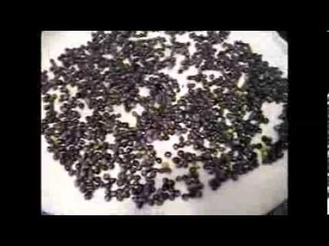 how to harvest juniper berries