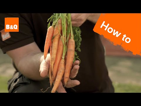 how to replant carrot tops