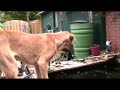 Aardvarken and Scooby Aardvarken and Scooby