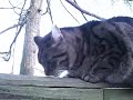 Funny Cat Playing