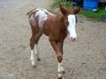 Gayle's Stormy Zippo's foal