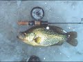 Fish Guy\