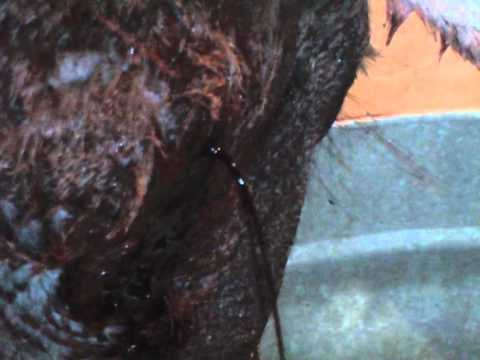 how to bleed deer meat