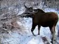 Moose with Broken Leg