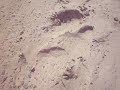 Malibu Beach in California Part 2/3
