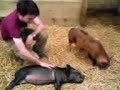 Stroking the pigs at Pennywell