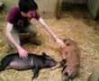 Stroking the pigs at Pennywell