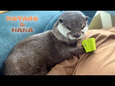 動画