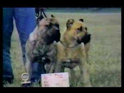 presa canario