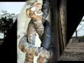 casamance manu biagui.wmv