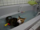 猫だって浴槽で入浴