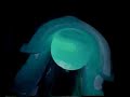 onride-blauwe-haai-tikibad-duinrell.html