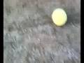 gol del pollo