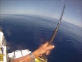 Insane Red Emperor Fishing