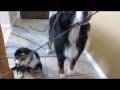 Dog walking puppy!