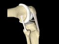 Collateral Ligaments biomechanic.LLE FLEXOEXTENSION Collateral Ligaments biomechanic.LLE FLEXOEXTENSION