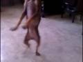 Dancing Chihuahua (Funny & Cute)