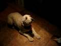 videos de Spectacle canin