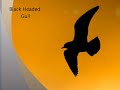 Birds of Codroy Valley Newfoundland