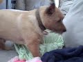 Flip Mino 1st test Video Flip Mino 1st test Video