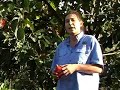 Persimmon Hachiya