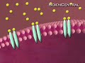 New research today says that insulin, the hormone used to treat diabetes, might some day be useful for treating Alzheimer's disease. www.sciencentral.com
