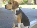 Beagle video