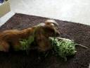Walter REALLY loves yarn