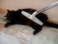 Funny cat