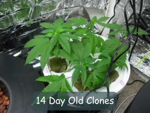 how to transplant clones into hydroton