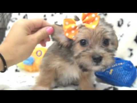 Precious Little Loving Shorkie Puppy!!