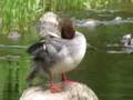 Lost Merganser Chick
