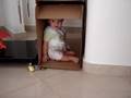 videos de Brincando juntos!