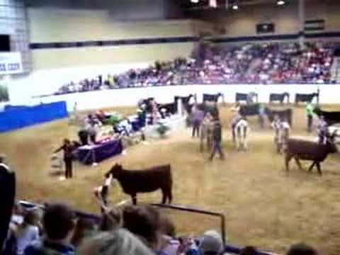 Cow Show Champ