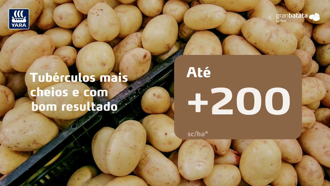Programa Nutricional GranBatata | Yara Brasil